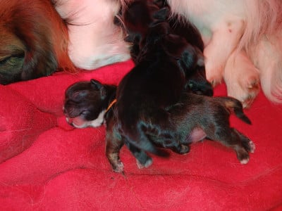 Les chiots de Epagneul tibetain