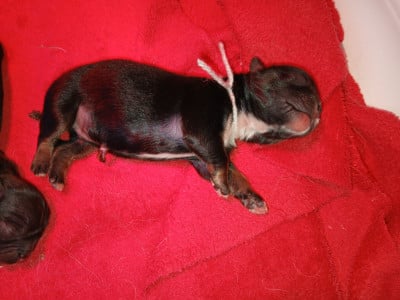 Les chiots de Epagneul tibetain