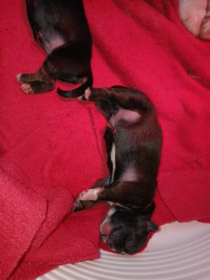 Les chiots de Epagneul tibetain