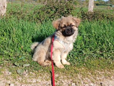 Les chiots de Epagneul tibetain