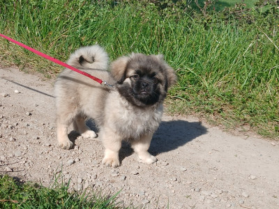 Les chiots de Epagneul tibetain