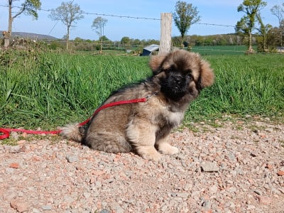 Les chiots de Epagneul tibetain