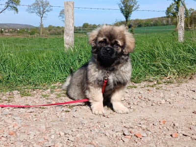 Les chiots de Epagneul tibetain