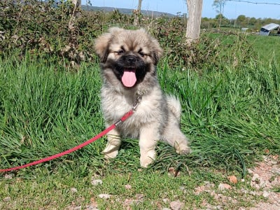 Les chiots de Epagneul tibetain