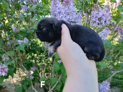 Les chiots de Epagneul tibetain