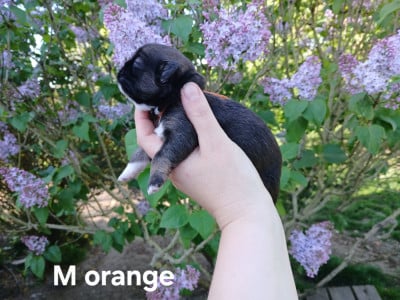 Les chiots de Epagneul tibetain