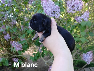 Les chiots de Epagneul tibetain