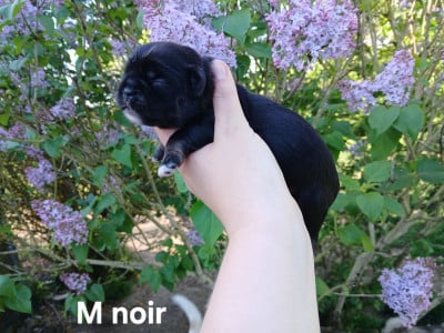 Les chiots de Epagneul tibetain