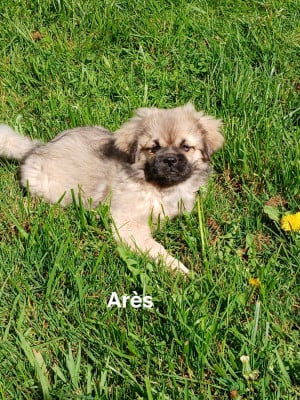 Les chiots de Epagneul tibetain