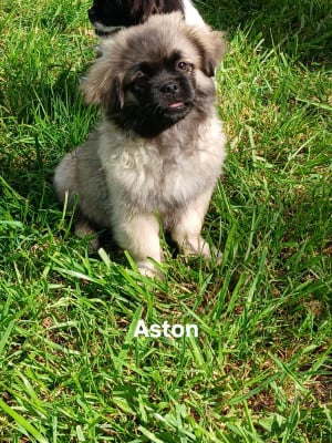 Les chiots de Epagneul tibetain