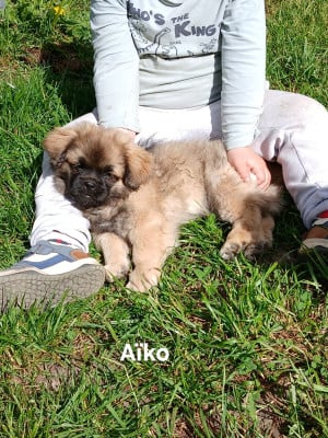 Les chiots de Epagneul tibetain