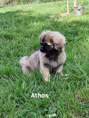 Les chiots de Epagneul tibetain