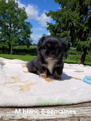 Les chiots de Epagneul tibetain