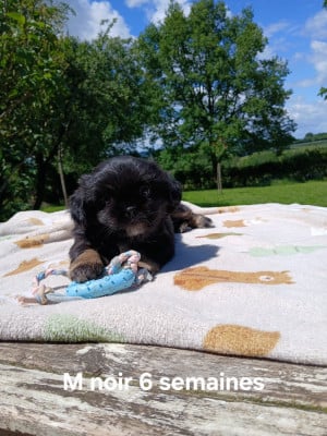 Les chiots de Epagneul tibetain