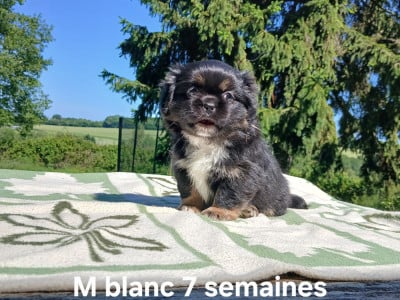 Les chiots de Epagneul tibetain