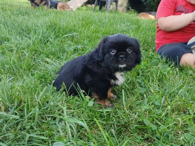 Les chiots de Epagneul tibetain