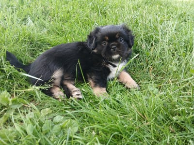 Les chiots de Epagneul tibetain