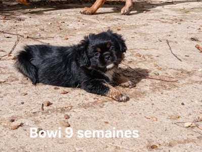 Les chiots de Epagneul tibetain
