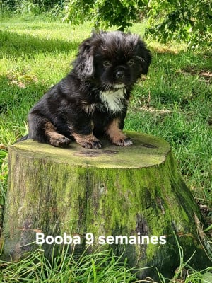 Les chiots de Epagneul tibetain
