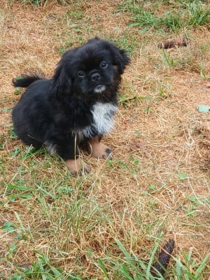 Les chiots de Epagneul tibetain