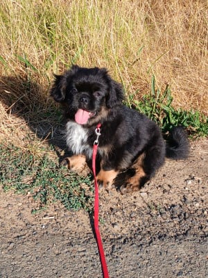Les chiots de Epagneul tibetain