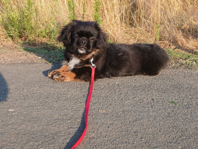 Les chiots de Epagneul tibetain