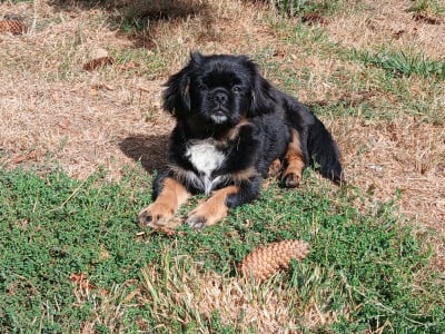 Les chiots de Epagneul tibetain