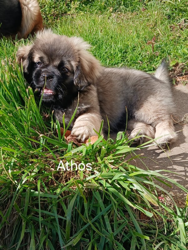 Epagneul tibetain - De La Légende De Chadia
