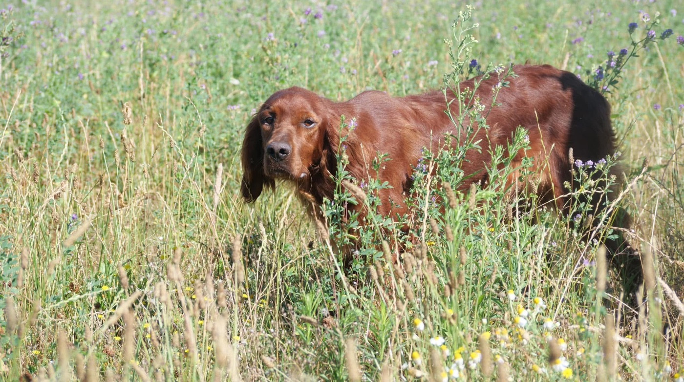 Publication : Du bois de balisy Auteur : Anthony SUSSET