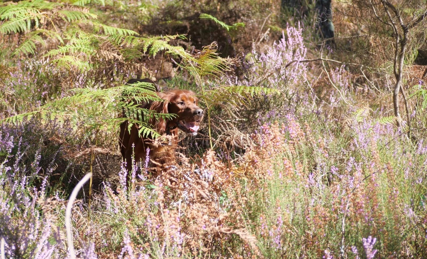Publication : Du bois de balisy Auteur : Anthony SUSSET