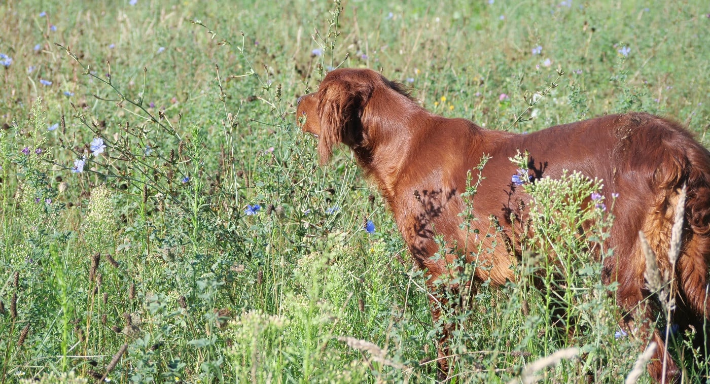 Publication : Du bois de balisy Auteur : Anthony SUSSET