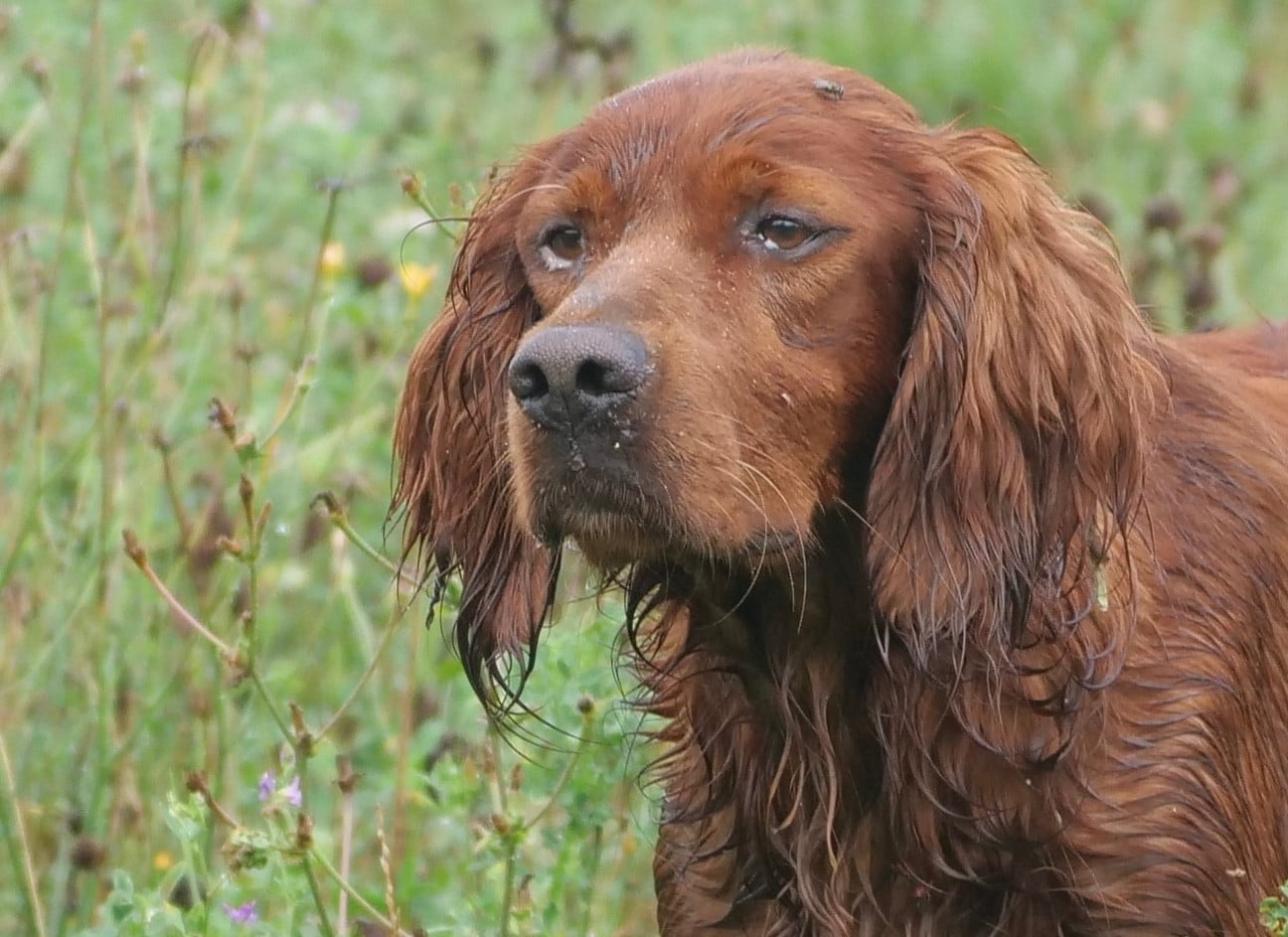 Publication : Du bois de balisy Auteur : Anthony SUSSET