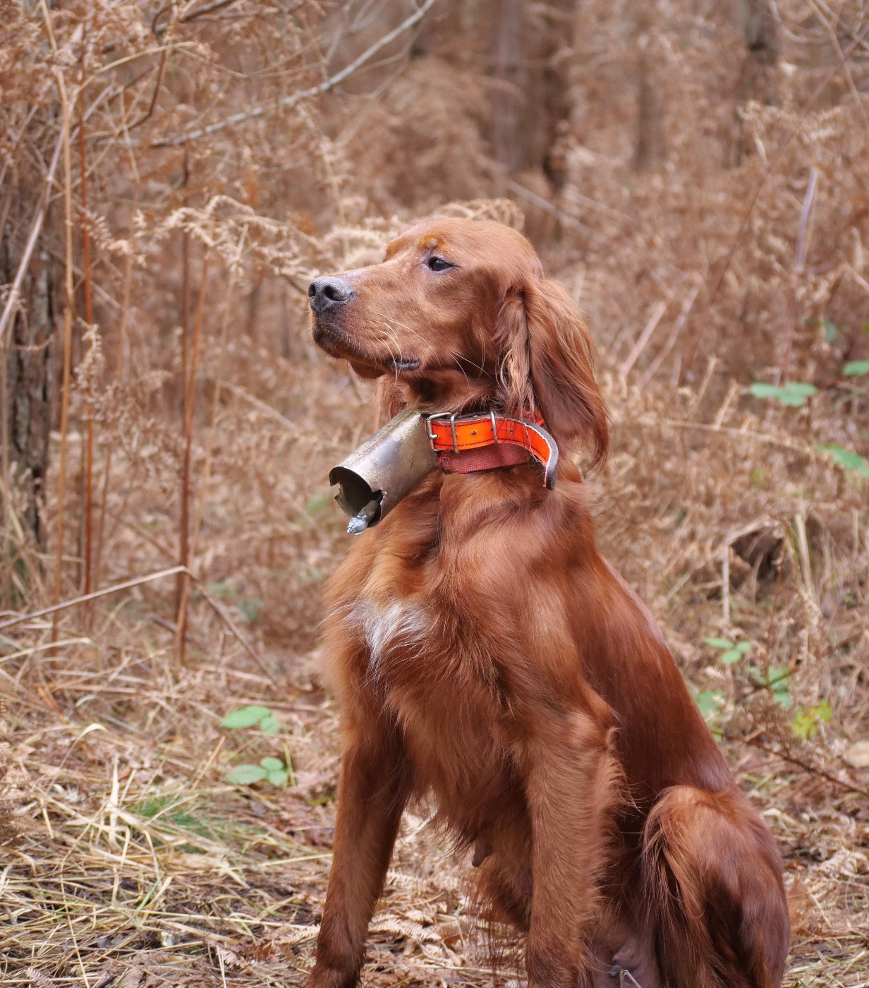 Publication : Du bois de balisy Auteur : Anthony SUSSET