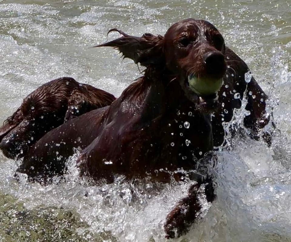 Publication : Du bois de balisy Auteur : Anthony SUSSET