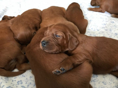 Les chiots de Setter irlandais rouge