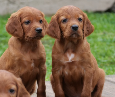 Les chiots de Setter irlandais rouge