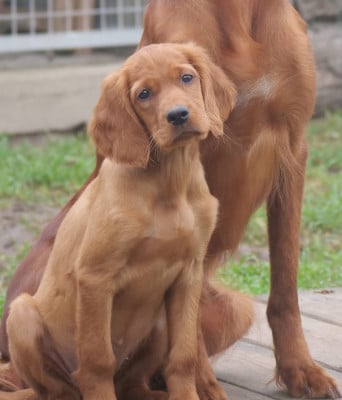 Les chiots de Setter irlandais rouge