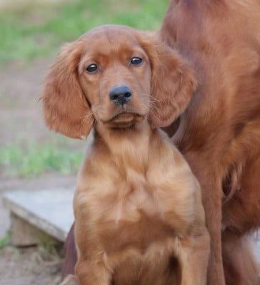 Les chiots de Setter irlandais rouge