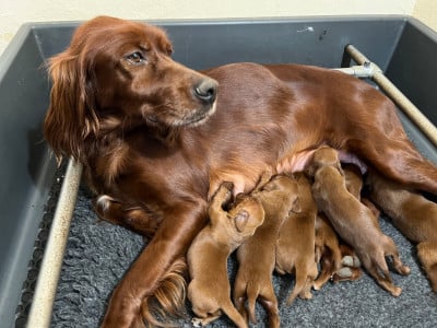 Les chiots de Setter irlandais rouge