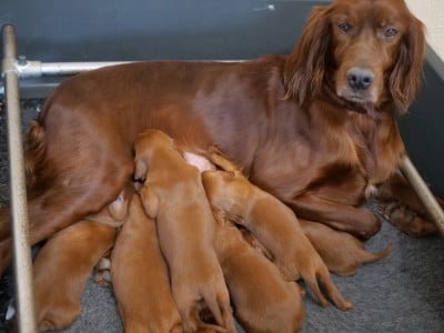 Les chiots de Setter irlandais rouge