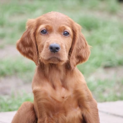 Les chiots de Setter irlandais rouge