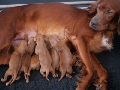 CHIOT 5 - Setter irlandais rouge