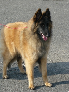 Cayenne des canis du brabant