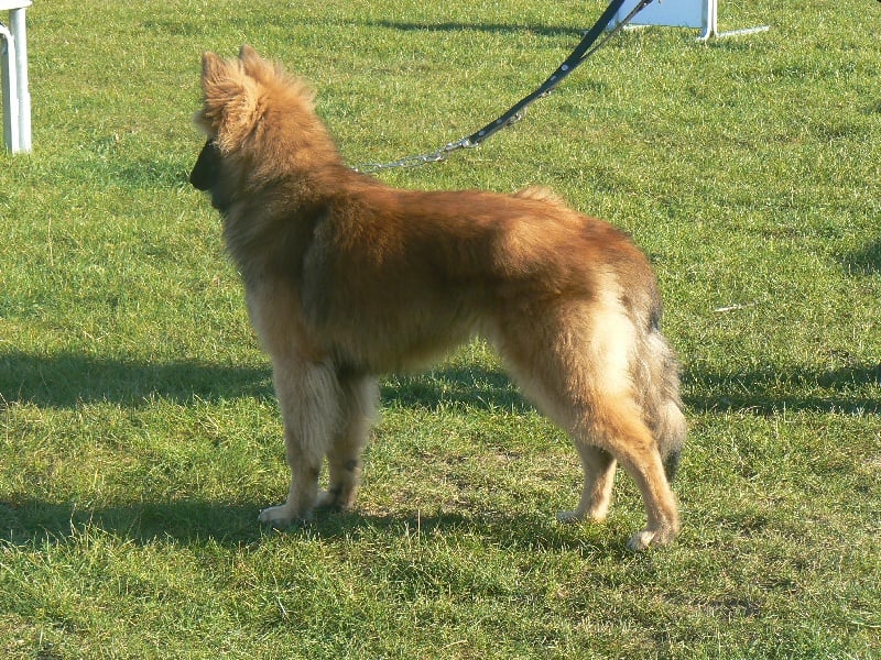 Galax des canis du brabant