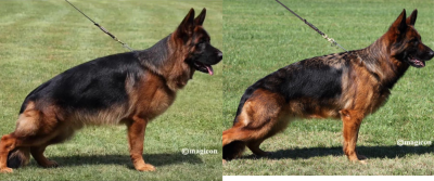 Chiot N°2 - Berger Allemand