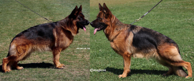 Les chiots de Berger Allemand