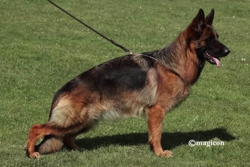 CH. Nickel du val d'Anzin - 1er auslese