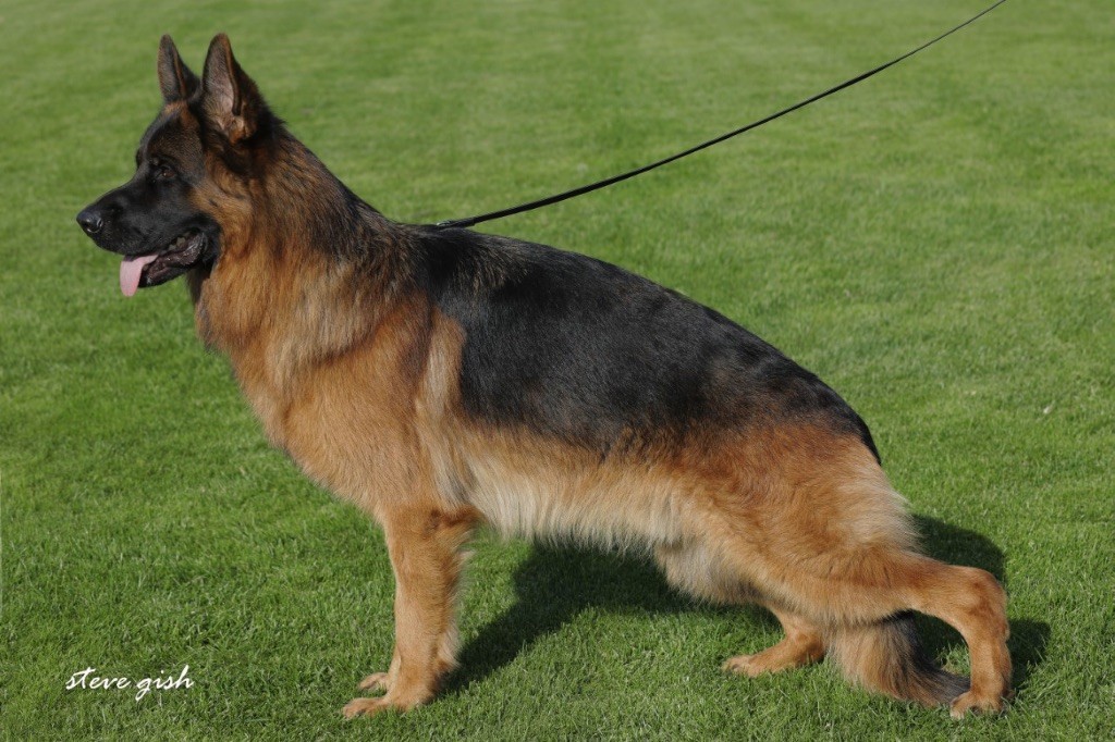 CH. Ronaldo du val d'Anzin - VA14