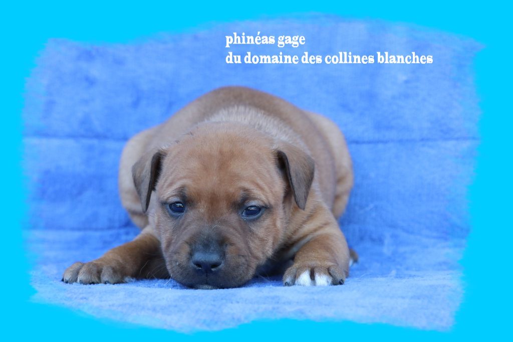 phineas gage - Staffordshire Bull Terrier