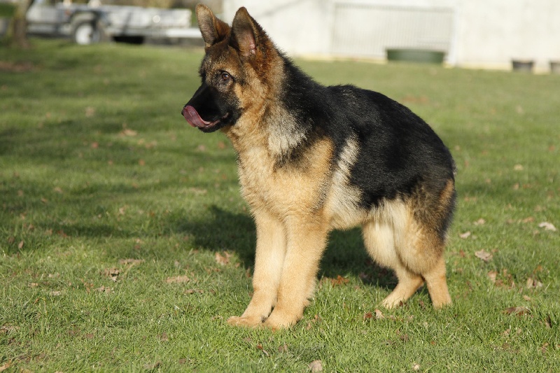 Publication : Du Buisson Chardin Auteur : BUISSON CHARDIN